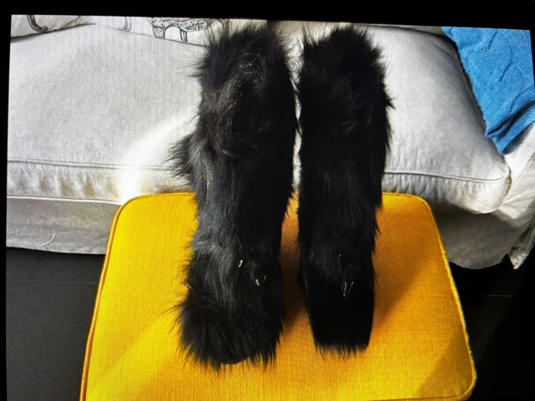 Scarpe da donna: FELLSTIEFEL DIAVOLEZZA – Nuovo (secondo la descrizione) da Zürich venduto da STYLEHAUS 3