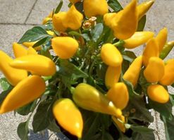 Ab 5.- fr 10  Samen SCHARFE GELBE Chili‪