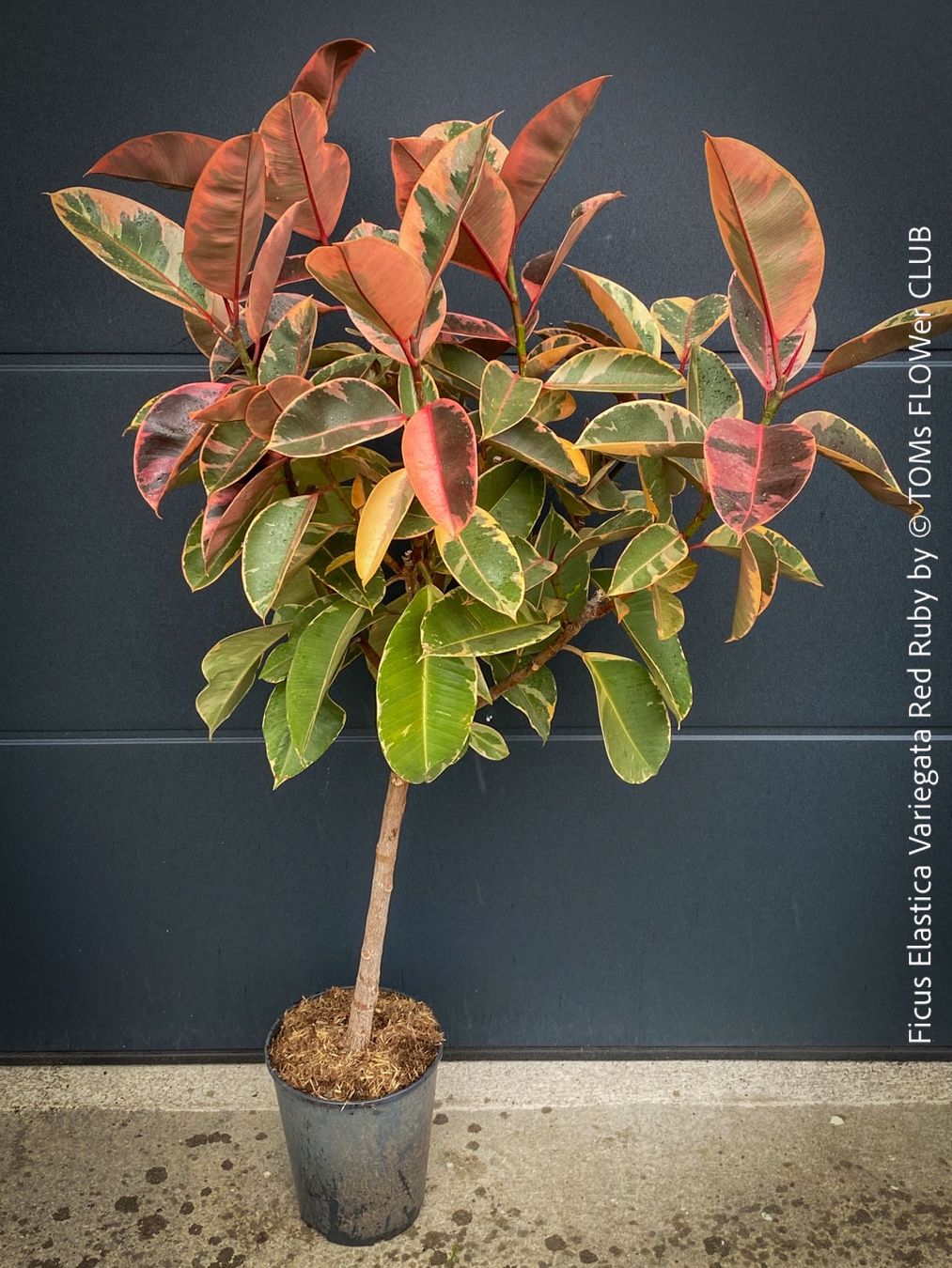 Pflanzen & Samen: Ficus Elastica Variegata Red Ruby - 130cm Baum – Neu und originalverpackt aus Adliswil von astom369