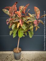 Ficus Elastica Variegata Red Ruby - 130cm Baum