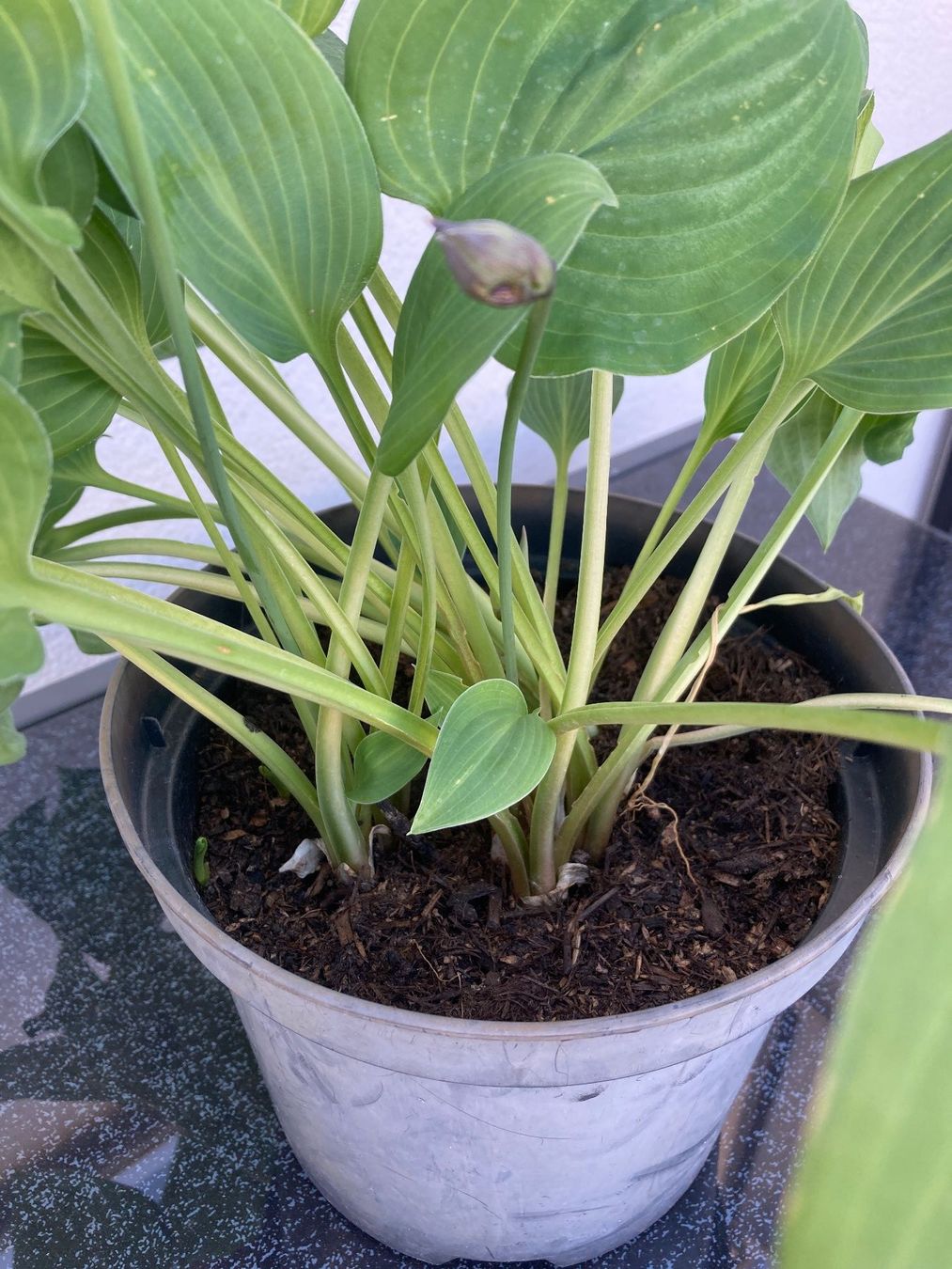 Piante & sementi: Hosta – Nuovo (secondo la descrizione) da Zollikofen venduto da schildi13 2