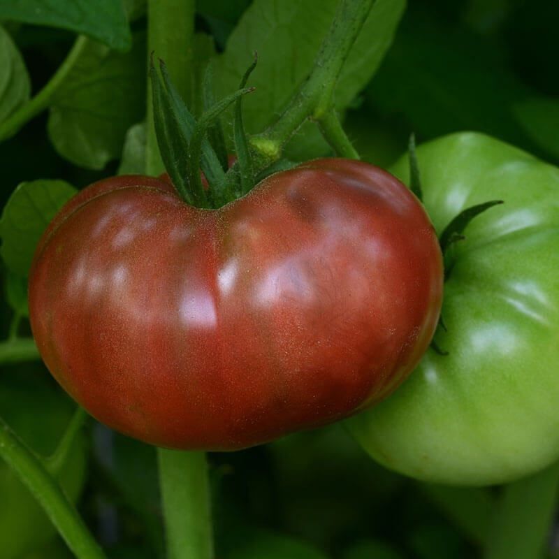 Pflanzen & Samen: 50 Samen Schwarze Tomate CARBON – Neu (gemäss Beschreibung) aus Ehrendingen von VerveinaSamen 5