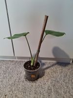 junge Monstera Deliciosa/Fensterblatt (3/6)