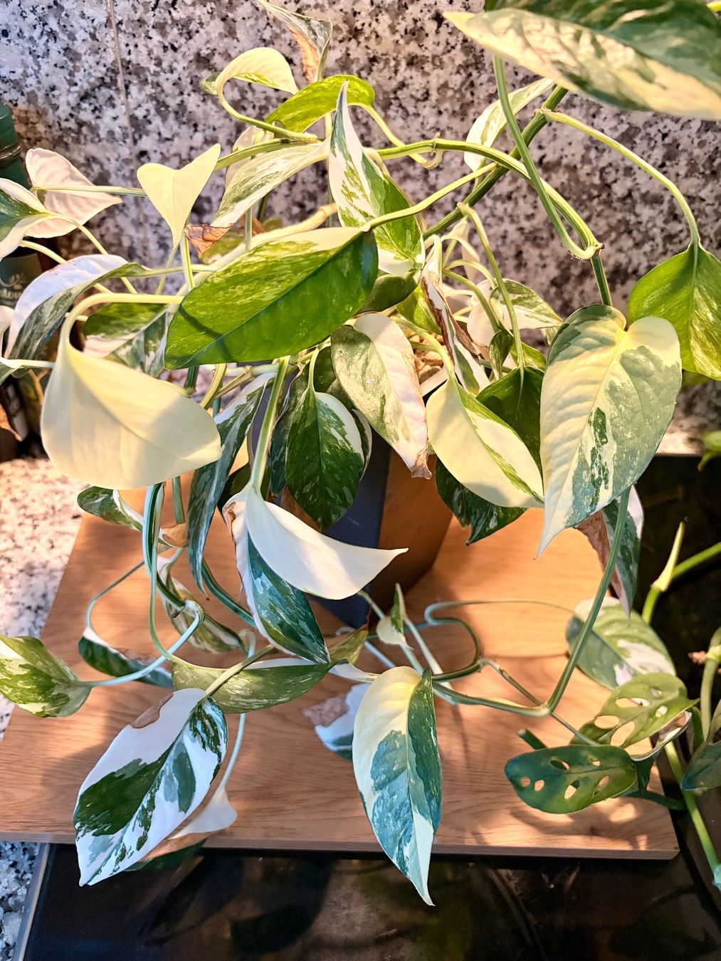 Piante & sementi: Epipremnum pinnatum variegata – Nuovo (secondo la descrizione) da Kaiseraugst venduto da dka_b97z 3