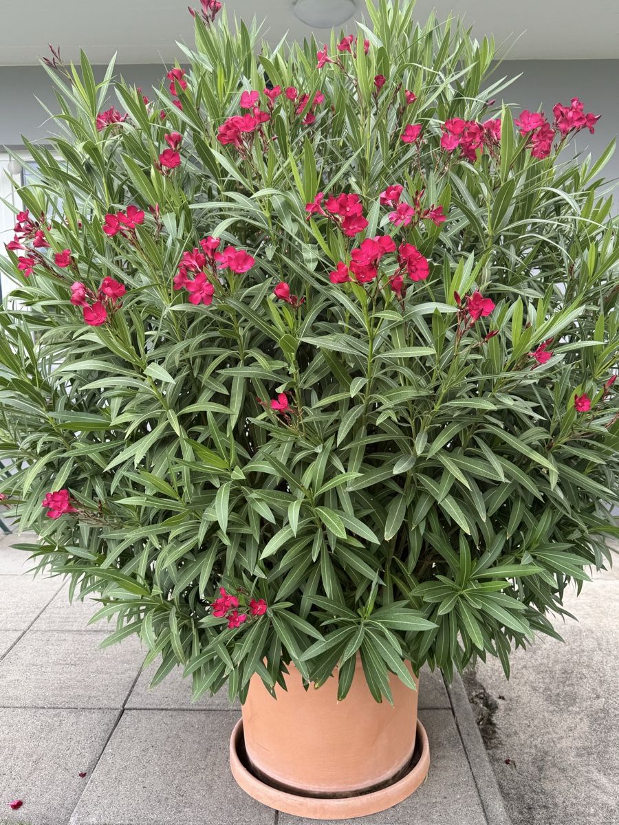 Plantes & graines: Kräftiger Oleander Fuchsia  – D'occasion à Zäziwil par kuez3532 2