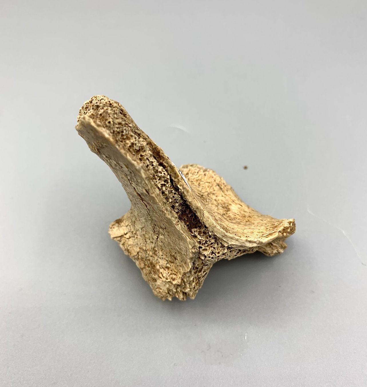 Fossili: Höhlenbär - Wirbelknochen - Original - Eiszeit – Nuovo (secondo la descrizione) da Samstagern venduto da Spliti 1