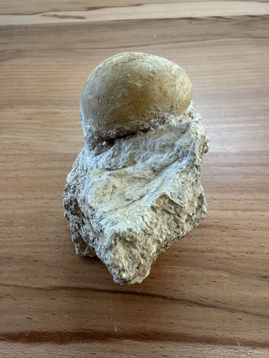 Fossiles: Versteinerte Schnecke – D'occasion à Grenchen par Bastet007 2