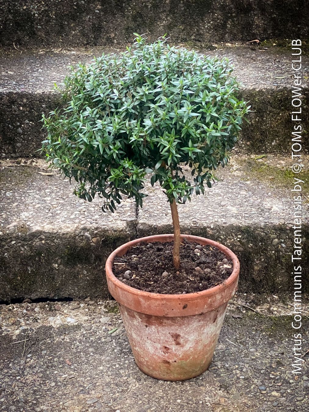 Plantes & graines: Myrtus Communis - duftende Myrte - Steckling oder Stämmchen – Neuf avec emballage d'origine à Adliswil par astom369 5