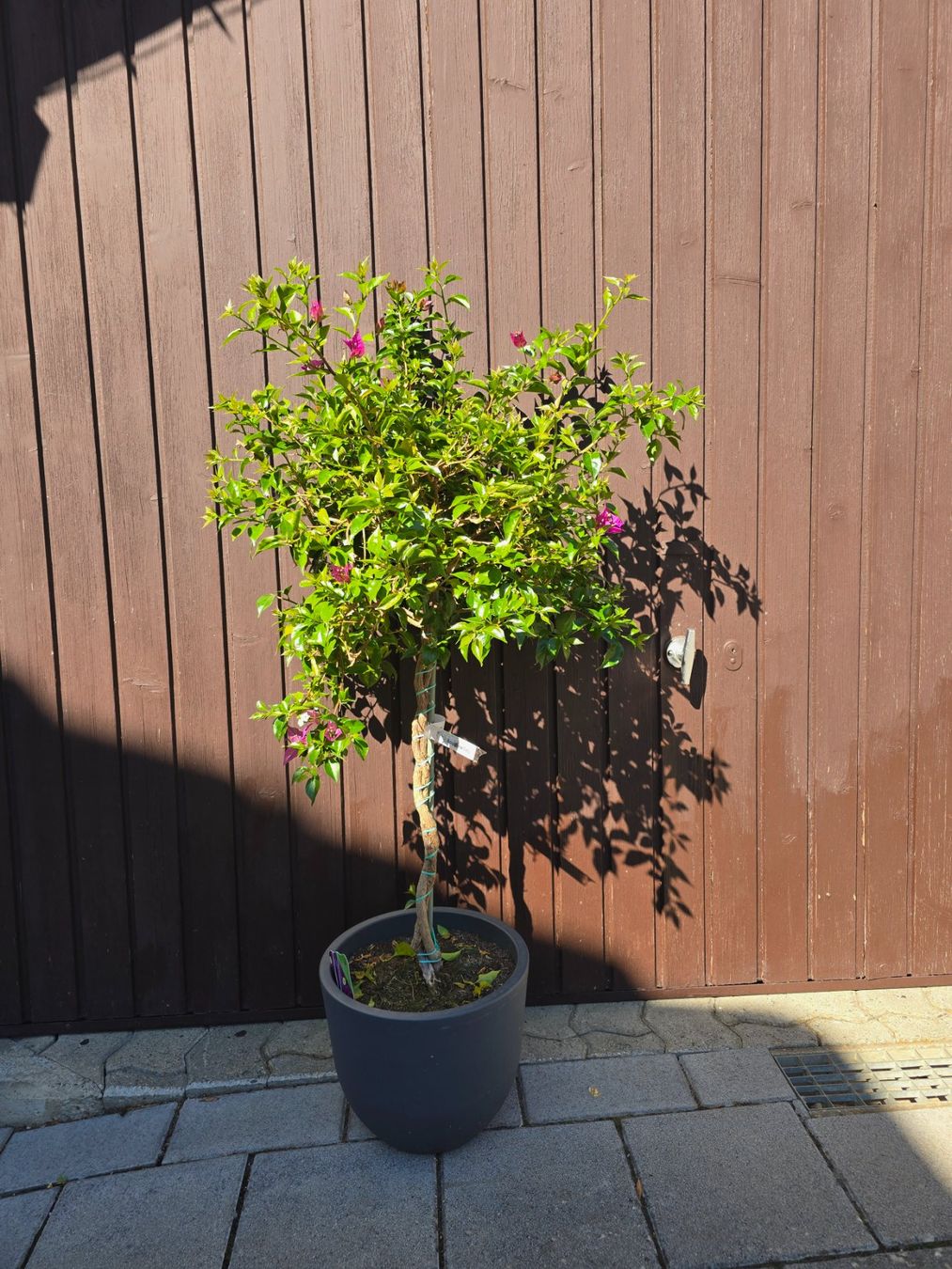 Piante & sementi: Wunderschöne Bougainvillea – Nuovo (secondo la descrizione) da Aarburg venduto da popkorn65 1