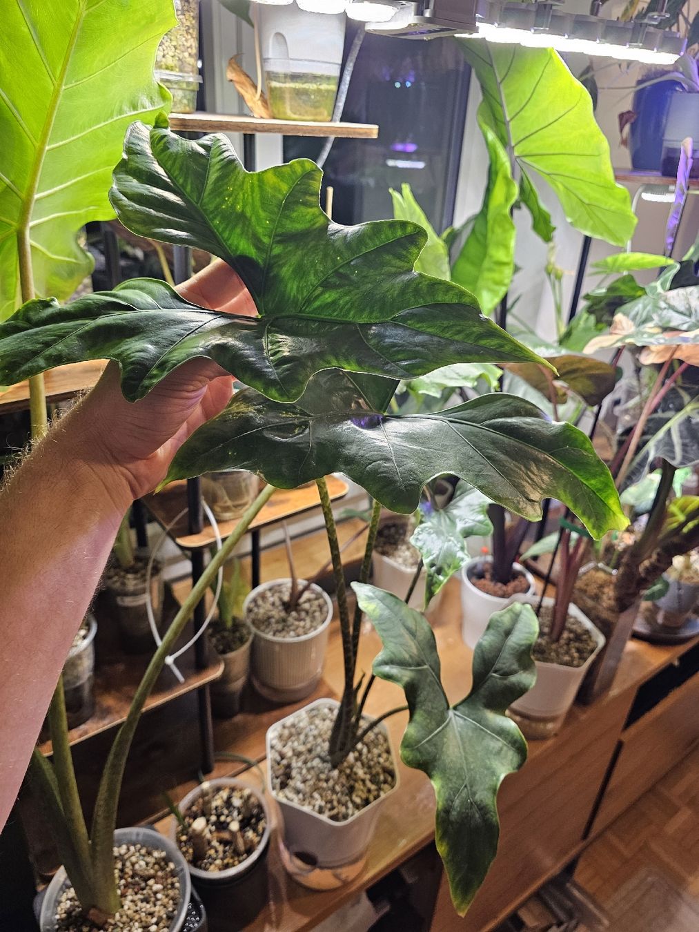 Piante & sementi: Alocasia Batwing Rhizom – Nuovo (secondo la descrizione) da Utzenstorf venduto da Dac_mk 1