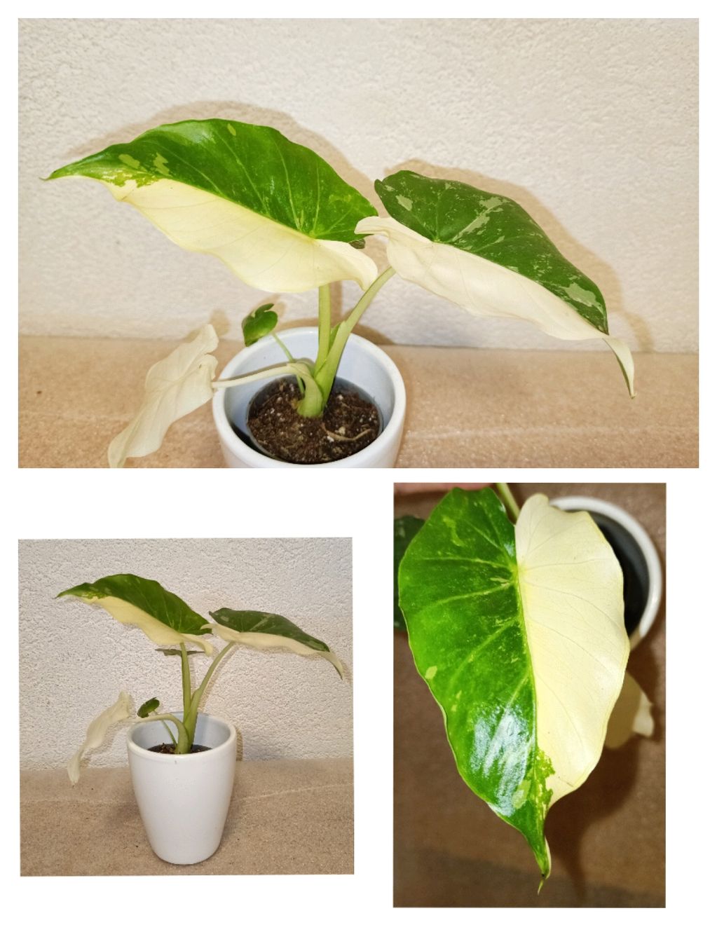 Piante & sementi: Alocasia Gageana Variegata – Nuovo (secondo la descrizione) da schöftland venduto da UniquePlants