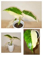 Alocasia Gageana Variegata