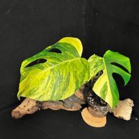 💛 MONSTERA BORSIGIANA AUREA VERY HIGH VARIEGATED TOP OFFER!
