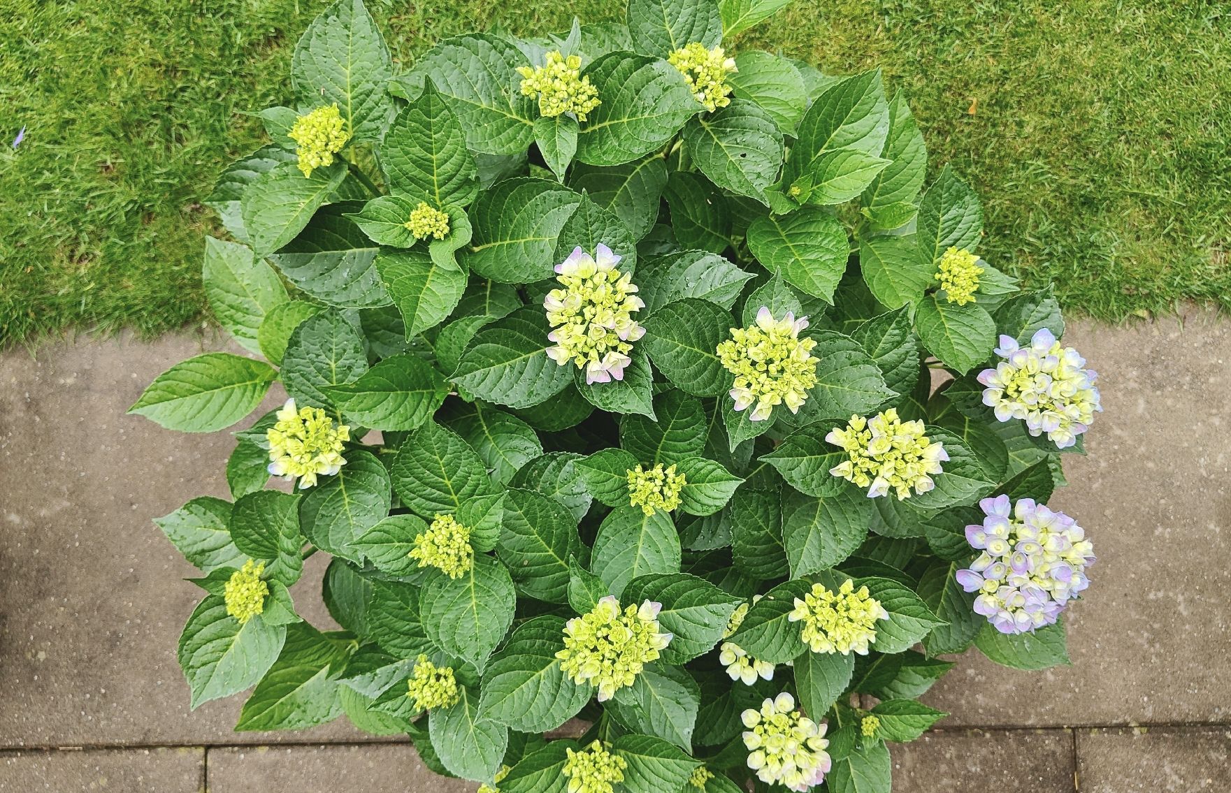 Piante & sementi: Blühbereite Hortensie – Usato da Dietikon venduto da SP8953 1