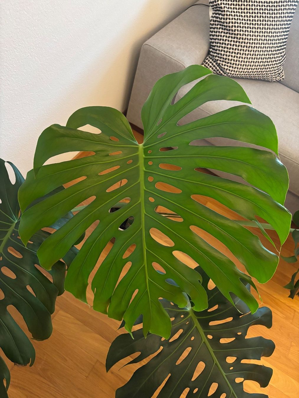 Plantes & graines: Monstera mit grossen Blättern – D'occasion à Zürich par morstu 1