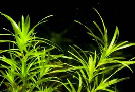 Nixkraut Wasserpflanze Najas guadalupensis AKTION