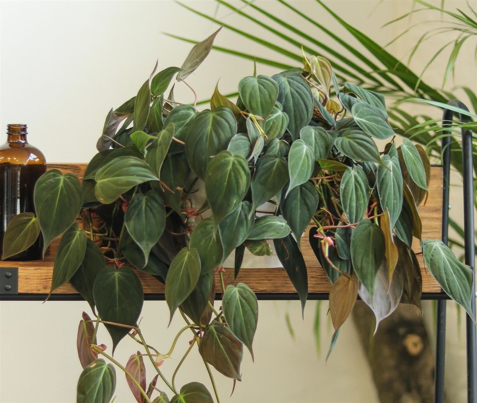 Piante & sementi: Philodendron scandens micans, getopfte Pflanze – Nuovo (secondo la descrizione) da Winterthur venduto da Aniger 9