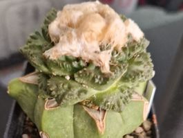 Ariocarpus Fissuratus cv. Godzilla [Veredelt auf Ferocactus]