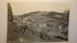 AK Walzenhausen mit Kühen im Vordergrund