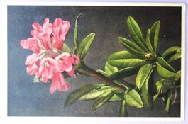 Rhododendron ferrugineum, Alpenrose
