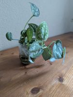 Zimmerpflanze Scindapsus pictus Argyraeus gefleckte Efeutute
