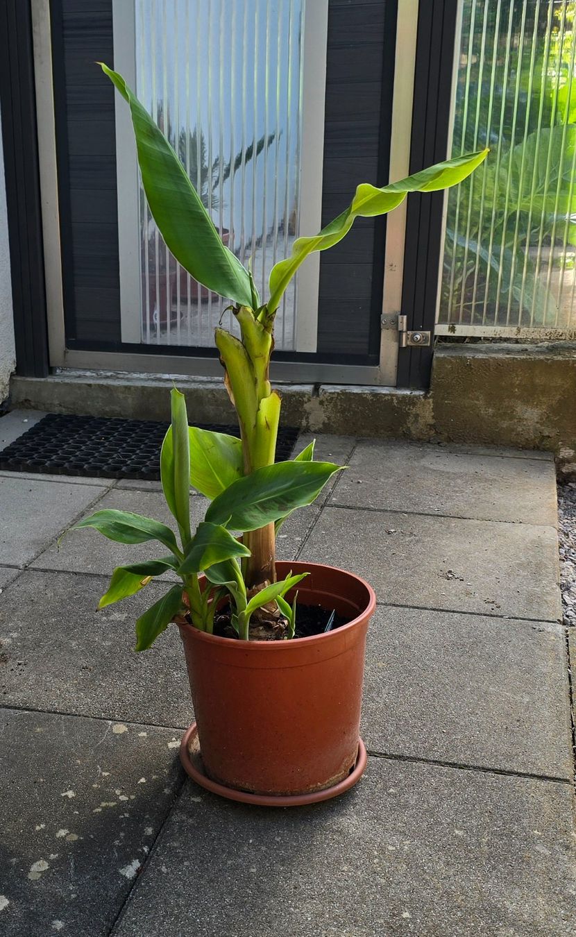 Pflanzen & Samen: Bananenbaum Pflanze – Gebraucht aus Aarburg von popkorn65 3