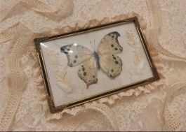 Präparierter Schmetterling gerahmter Vintage