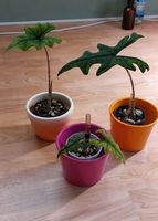 Alocasia Jacklyn, Babys,  in hochwertigem Substrat