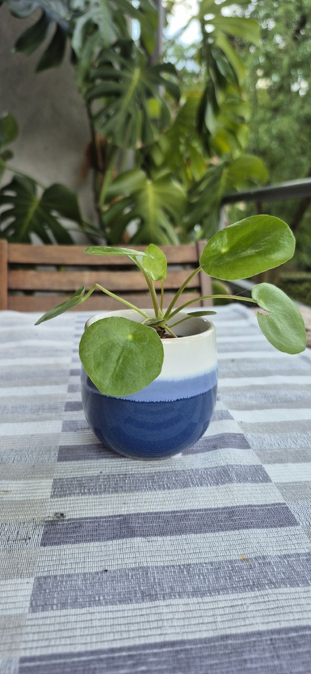 Pflanzen & Samen: Pianta Pilea Peperomioides vaso blu e bianco. – Gebraucht aus Oberengstringen von jessica2023