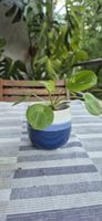 Pianta Pilea Peperomioides vaso blu e bianco.