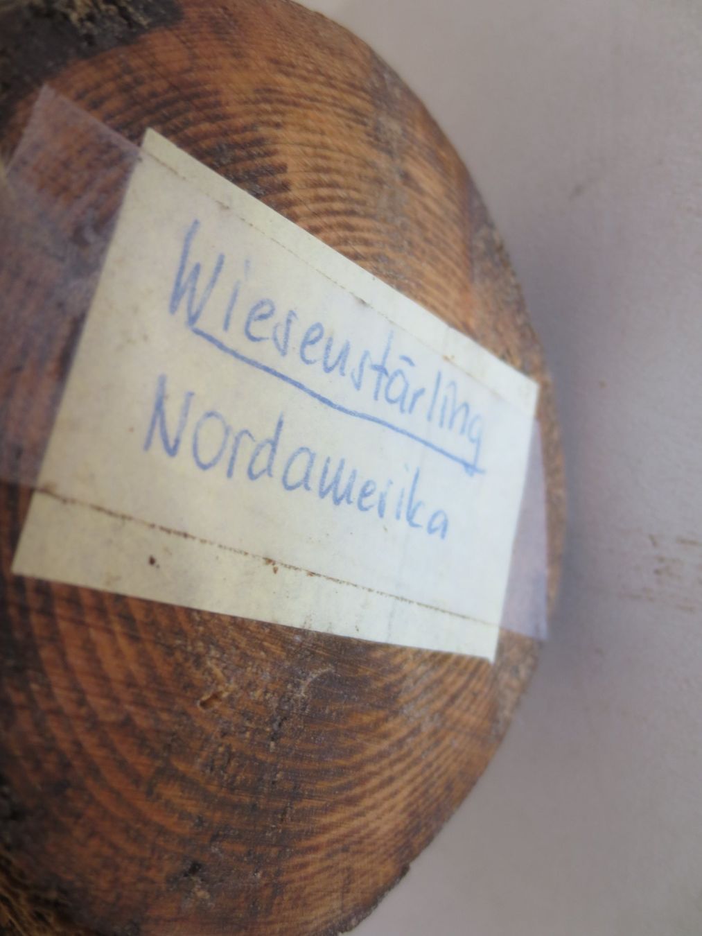 Monde des animaux: Wiesenstärling ausgestopft – D'occasion à Weier im Emmental par waefler03 7