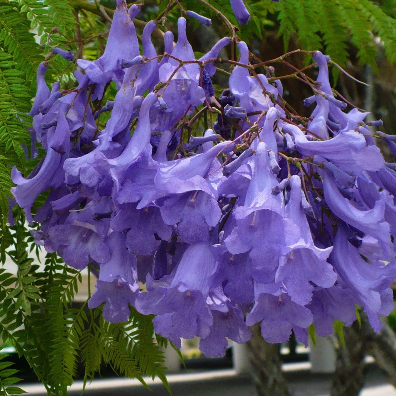 Piante & sementi: Palisanderholzbaum - Jacaranda mimosifolia - 1 Pflanze – Nuovo e nell'imballaggio originale da Sumiswald venduto da Cham14558 3