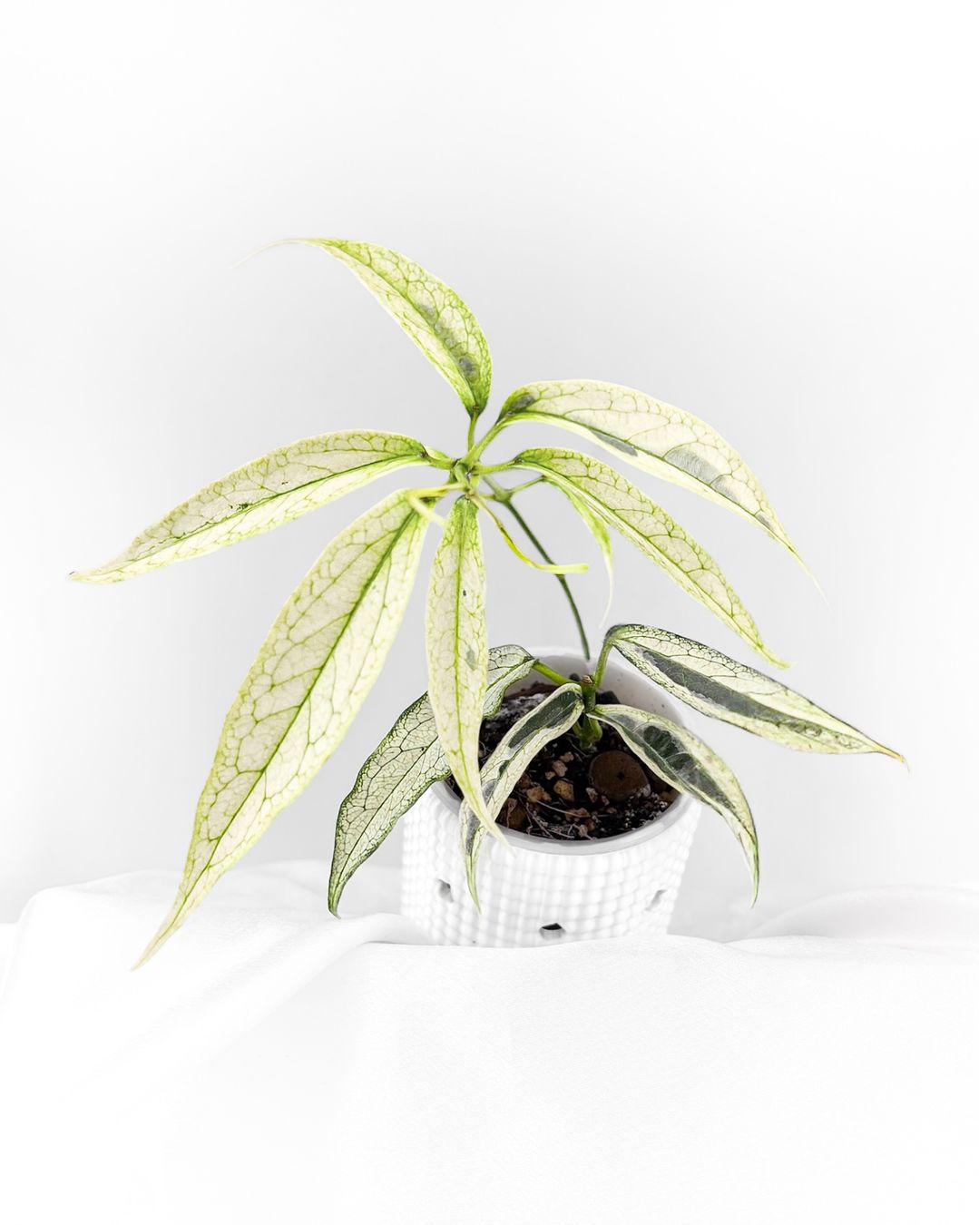 Piante & sementi: Hoya Buotii Mutation Silver Albo – Nuovo (secondo la descrizione) da Seuzach venduto da animaplants