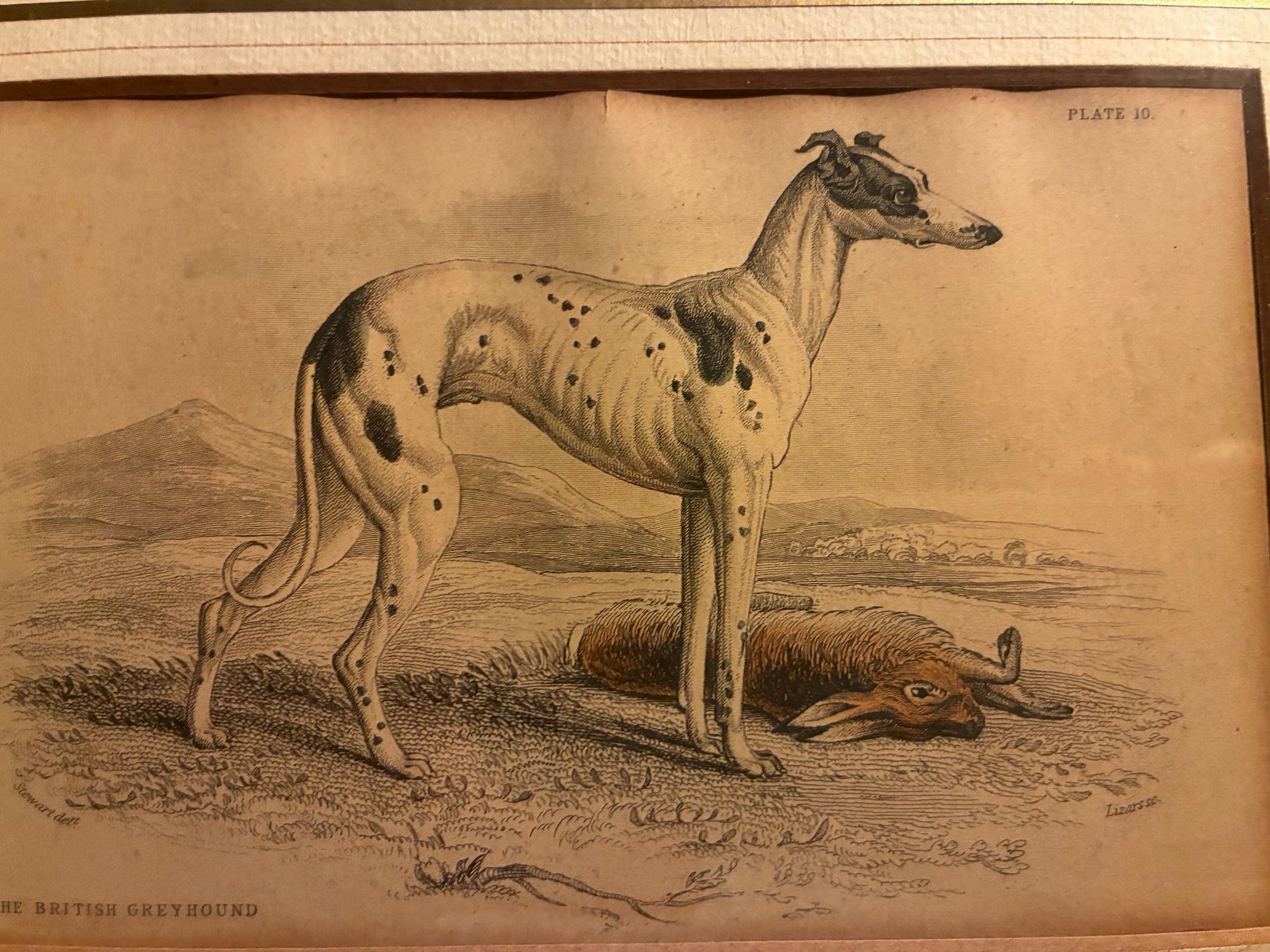 Incisioni: Ancienne gravure levrier Whippet – Usato da Paudex venduto da micinque 1