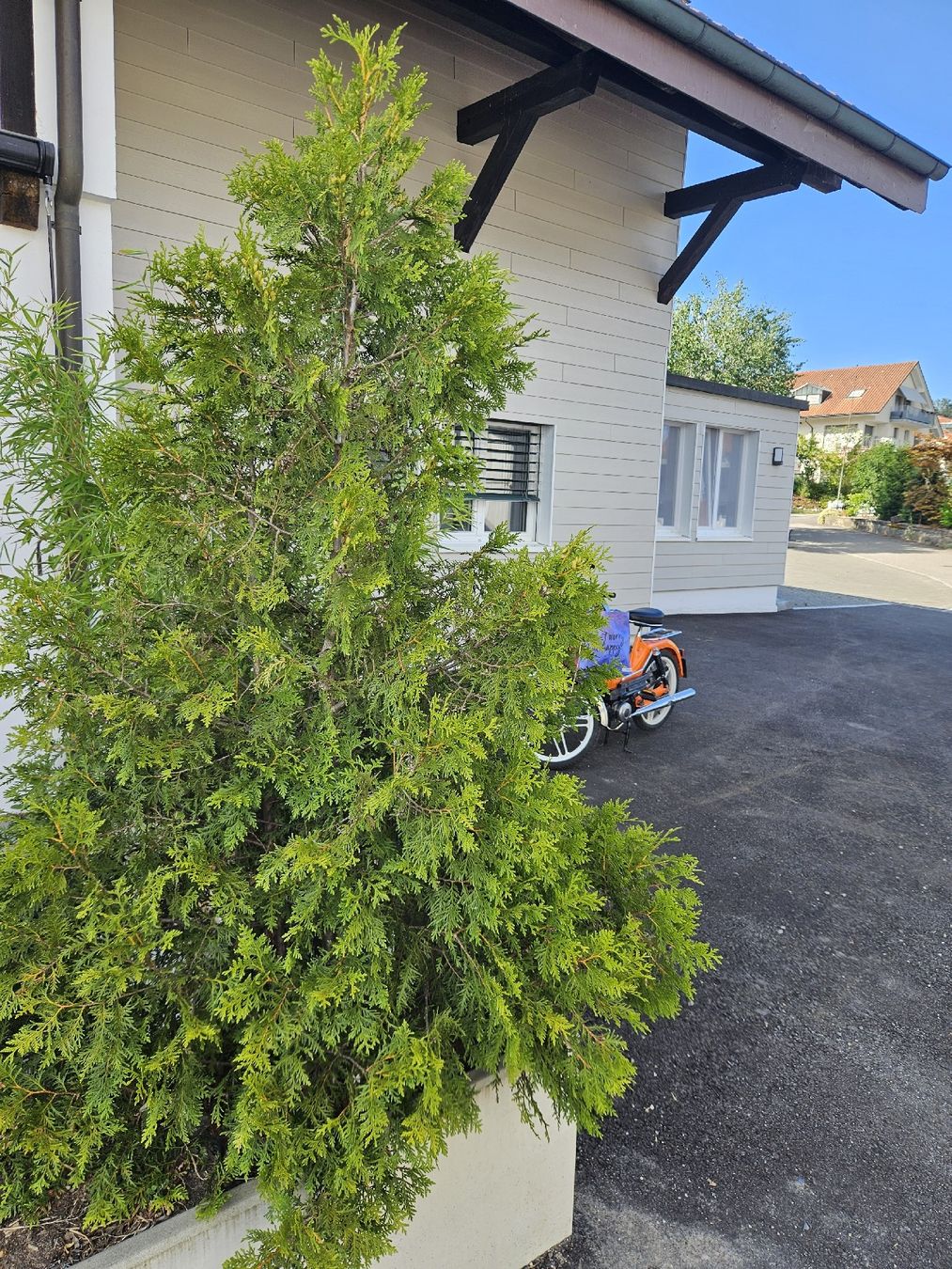 Pflanzen & Samen: Gartenbaum  – Gebraucht aus Oberbipp von larycrash