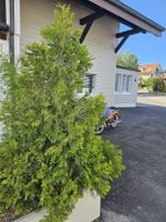 Gartenbaum 