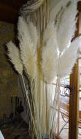Set 9 Pampasgras trockenblumen neu lot 9 herbe de la pampa