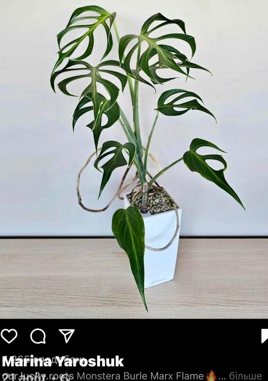 philodendron-burle-marx-flame-gebraucht-in-thonex-f-r-chf-170-mit