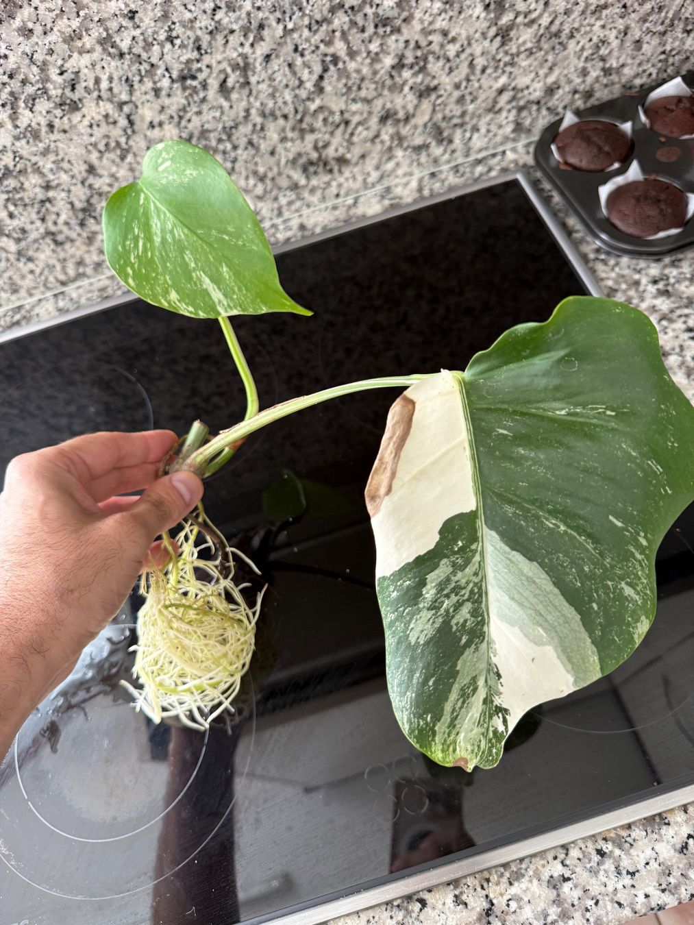 Pflanzen & Samen: Monstera albo variegata half moon – Gebraucht aus Mendrisio von MonsteraLovers 2