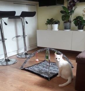 Tappeto da gioco: KATZEN SPIELMATTE - KATZEN SPIELDECKE - SPIELPLATZ – Nuovo e nell'imballaggio originale da Kriens venduto da swissgadget 4