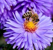 Ab 5.- fr 20 Stk Samenmischung: Rasen für Bienen‪