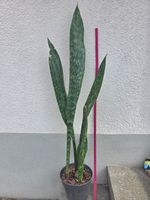 Sansevieria masoniana / Bogenhanf *sehr gross*