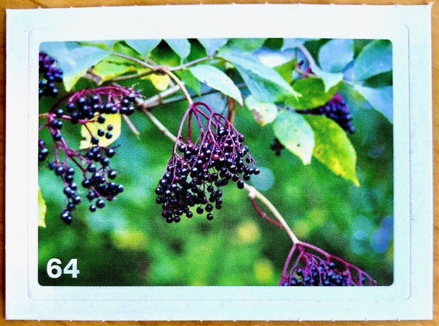 Migros Carte collezionabili: Migros Nature Detectives - Bild Nr. 64 – Nuovo (secondo la descrizione) da Oberrieden venduto da Zimmerberg10