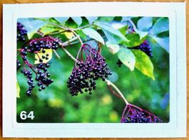 Migros Nature Detectives - Bild Nr. 64