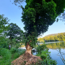 Profile image of Quercus_robur