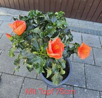 Wunderschöner Hibiskus (Hochstamm)