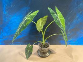 Alocasia Frydek Green on Green Rhizom