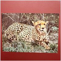 Postkarte mit einem Geparden, Kenya 1980 mit Briefmarken