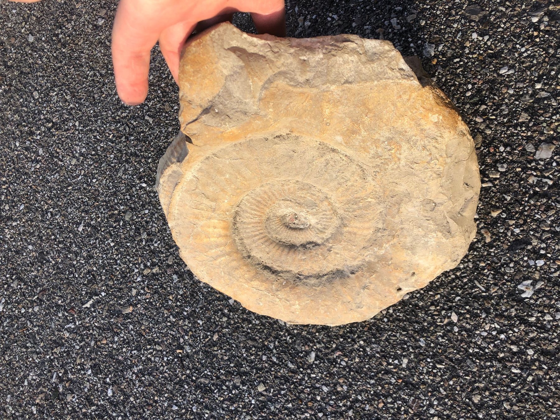 Fossili: Grosses Ammonit  Fossil – Usato da Lyss venduto da Spartan76 1