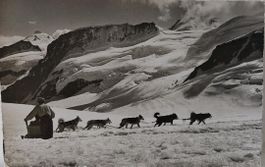 JUNGFRAU - Schlittenfahrt mit Polarhunden - 1956